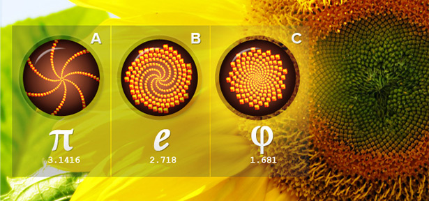 Sunflower Spirals