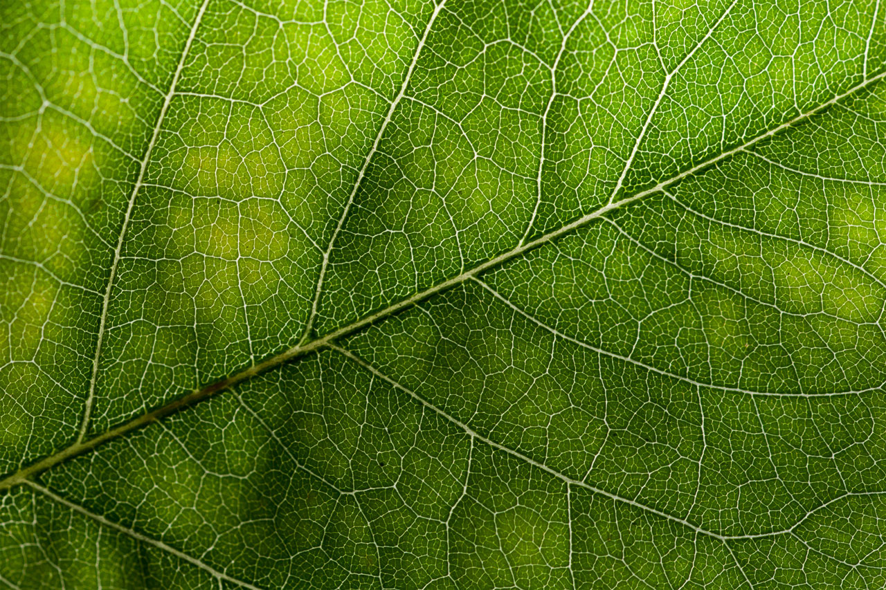 wildtextures-green-leaf-original-file
